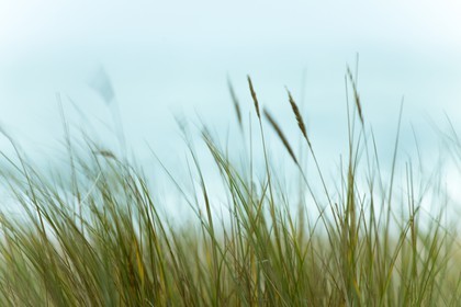 Oyat (Ammophila arenaria), recouvrant les dunes d'erdeven bercés par le vent_Erdeven_Morbihan