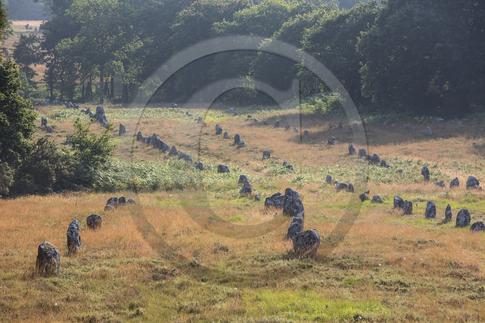 Les alignements de Kermario _ Carnac