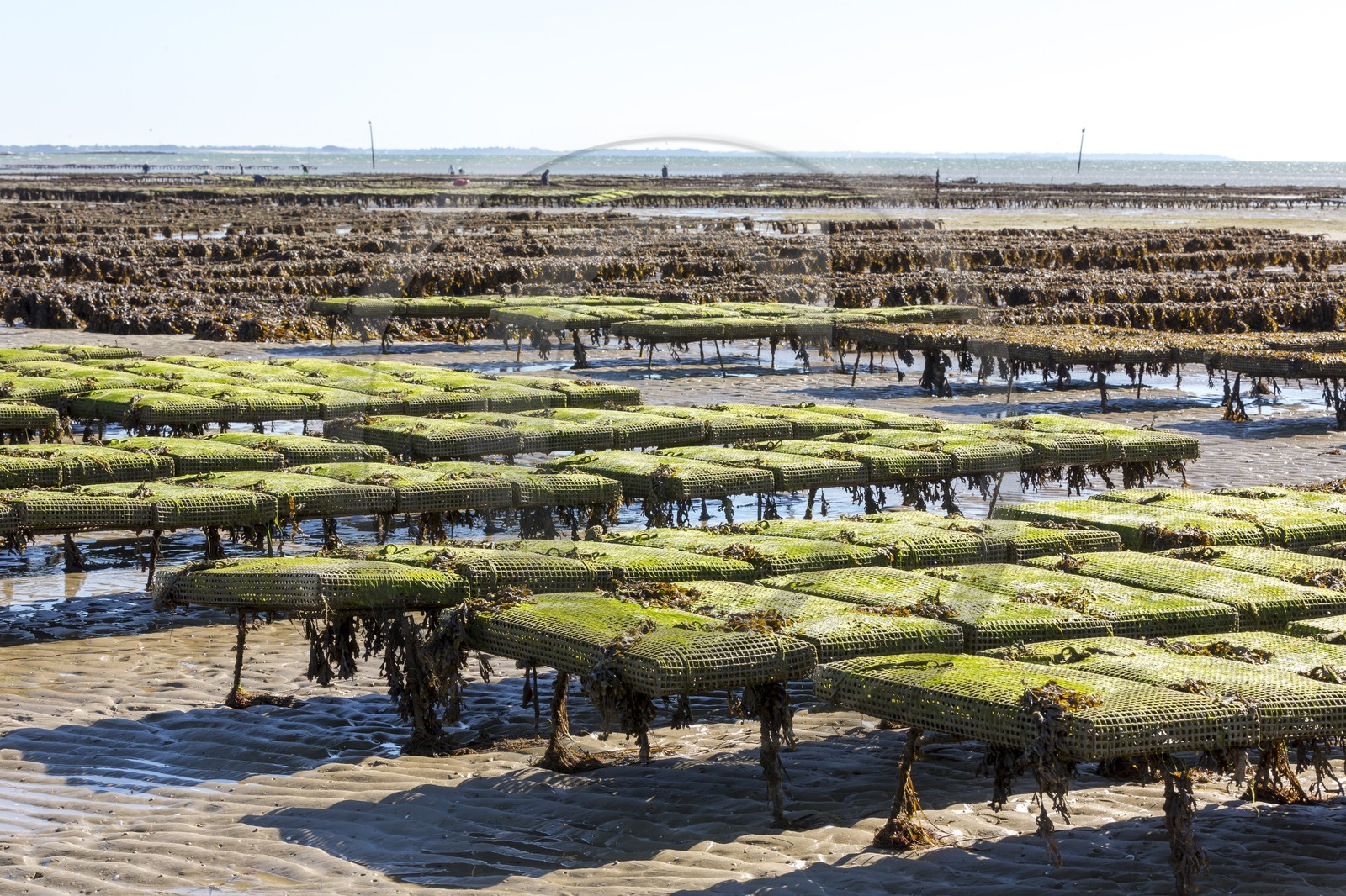 Park oyster in Plouharnel