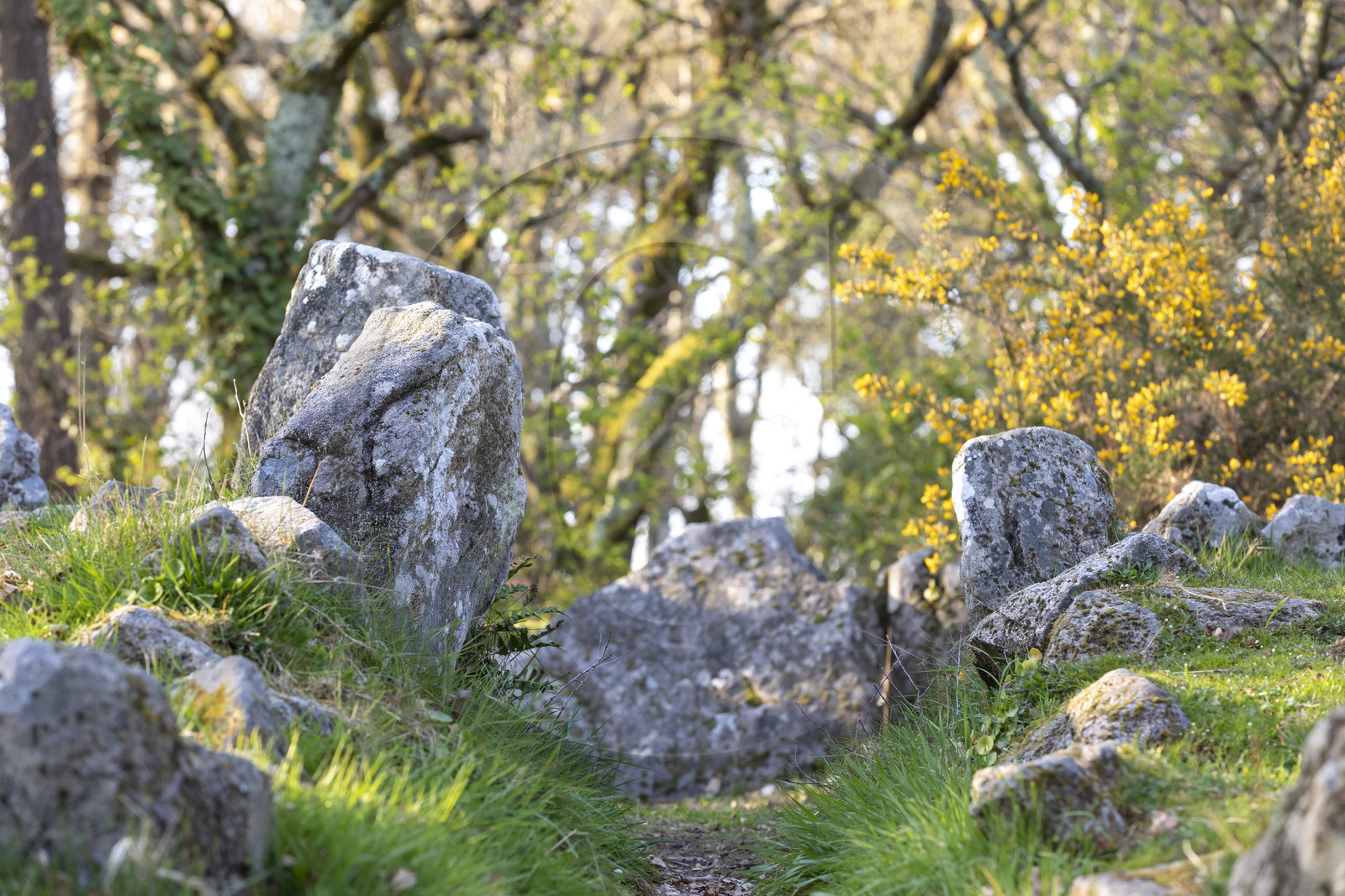 Le site mégalithiques de Mané Bogad à Ploemel