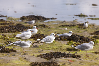 Mouettes rieuses _ Gavres