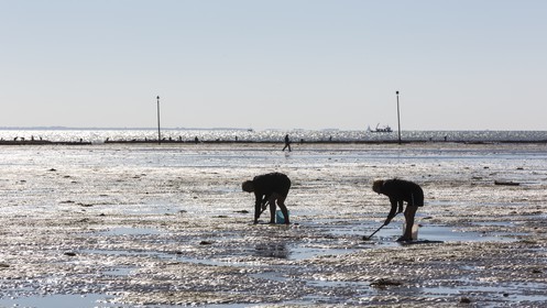 Shellfish gathering_Plouharnel